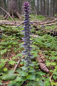 Attēlu rezultāti vaicājumam “Ajuga pyramidalis”
