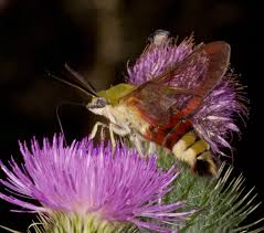 Attēlu rezultāti vaicājumam “Hemaris fuciformis”