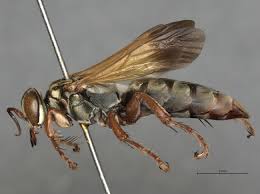 Attēlu rezultāti vaicājumam “Crabronidae”