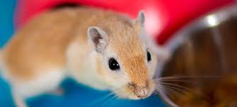 Image result for Gerbil
