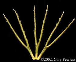 Attēlu rezultāti vaicājumam “Ceratophyllum demersum leaf”