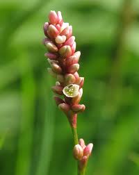 Attēlu rezultāti vaicājumam “Persicaria maculosa flower”