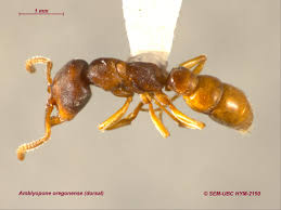 Attēlu rezultāti vaicājumam “Formicidae”