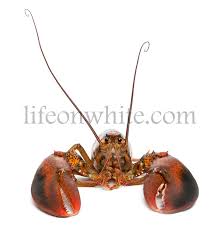 Image result for Homarus americanus