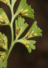 Attēlu rezultāti vaicājumam “Asplenium ruta-muraria”