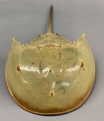 Image result for Limulus polyphemus