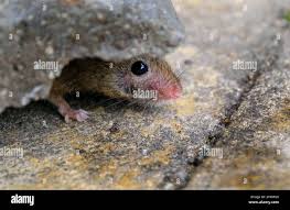 Attēlu rezultāti vaicājumam “Rodentia”