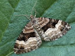 Attēlu rezultāti vaicājumam “Xanthorhoe biriviata”