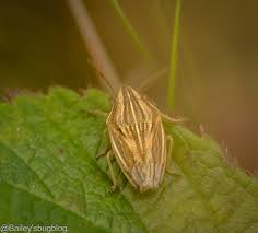 Attēlu rezultāti vaicājumam “Aelia acuminata”