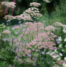 Image result for Pimpinella major