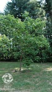 Attēlu rezultāti vaicājumam “Catalpa ovata”