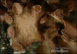 Attēlu rezultāti vaicājumam “Cetraria sepincola”