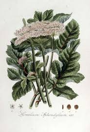 Attēlu rezultāti vaicājumam “Heracleum sphondylium subsp. sibiricum fruit”