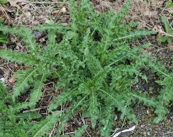 Attēlu rezultāti vaicājumam “Cirsium arvense”