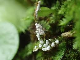 Attēlu rezultāti vaicājumam “Diderma chondrioderma macro”