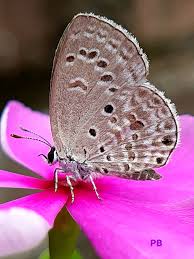 Attēlu rezultāti vaicājumam “Gynaephora selenitica larva”