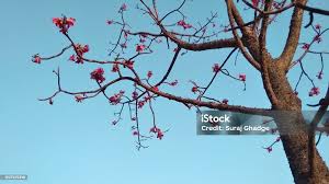 Image result for pohon semalu images