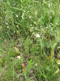 Attēlu rezultāti vaicājumam “Juncus alpinoarticulatus leaf”