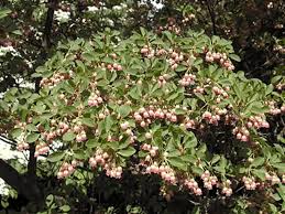 Attēlu rezultāti vaicājumam “Enkianthus campanulatus”