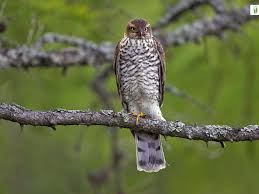 Attēlu rezultāti vaicājumam “Accipiter nisus”