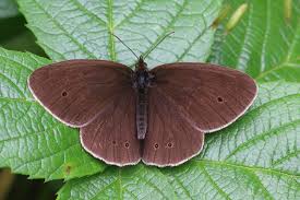 Attēlu rezultāti vaicājumam “Aphantopus hyperantus underside”