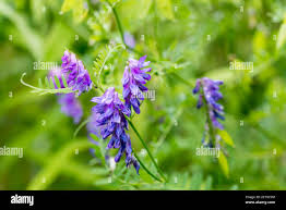 Attēlu rezultāti vaicājumam “Vicia cracca flower”