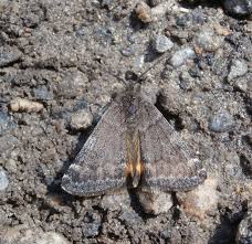 Attēlu rezultāti vaicājumam “Boudinotiana notha”