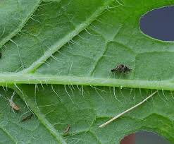 Attēlu rezultāti vaicājumam “Citrullus lanatus leaf”