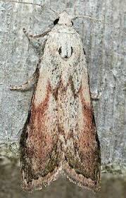 Attēlu rezultāti vaicājumam “Aphomia sociella female”