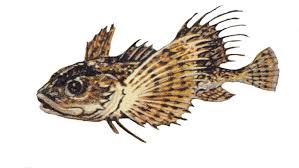 Image result for Myoxocephalus quadricornis