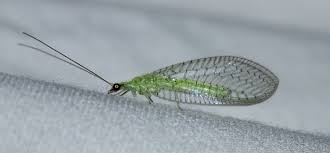 Attēlu rezultāti vaicājumam “Chrysopidae”