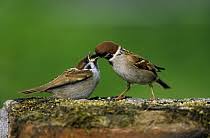 Attēlu rezultāti vaicājumam “Passer montanus adult”