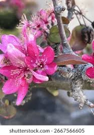 Attēlu rezultāti vaicājumam “Malus purpurea leaf”