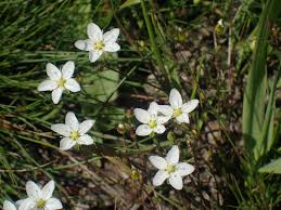 Attēlu rezultāti vaicājumam “Sagina nodosa”