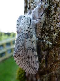 Attēlu rezultāti vaicājumam “Cerura vinula imago”