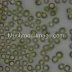 Attēlu rezultāti vaicājumam “Lycogala confusum spores”