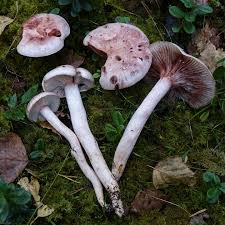 Attēlu rezultāti vaicājumam “Diplomitoporus flavescens”