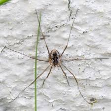 Attēlu rezultāti vaicājumam “Opiliones”