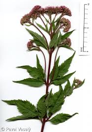 Image result for Eupatorium cannabinum