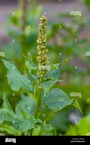 Attēlu rezultāti vaicājumam “Chenopodium bonus-henricus”