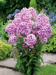 Image result for Phlox (großblumig)