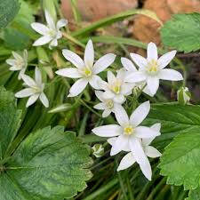 Attēlu rezultāti vaicājumam “Ornithogalum umbellatum flower”