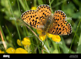 Attēlu rezultāti vaicājumam “Clossiana euphrosyne”