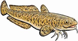 Image result for Lota lota