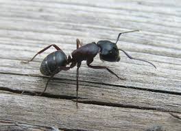 Attēlu rezultāti vaicājumam “Camponotus herculeanus”