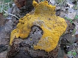 Attēlu rezultāti vaicājumam “Trichia scabra”