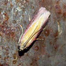 Attēlu rezultāti vaicājumam “Oncocera semirubella”