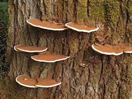 Attēlu rezultāti vaicājumam “Exobasidiales”