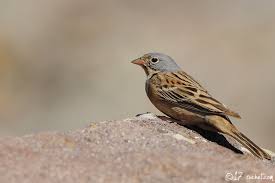 Image result for Emberiza caesia
