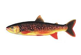 Image result for Salvelinus faroensis